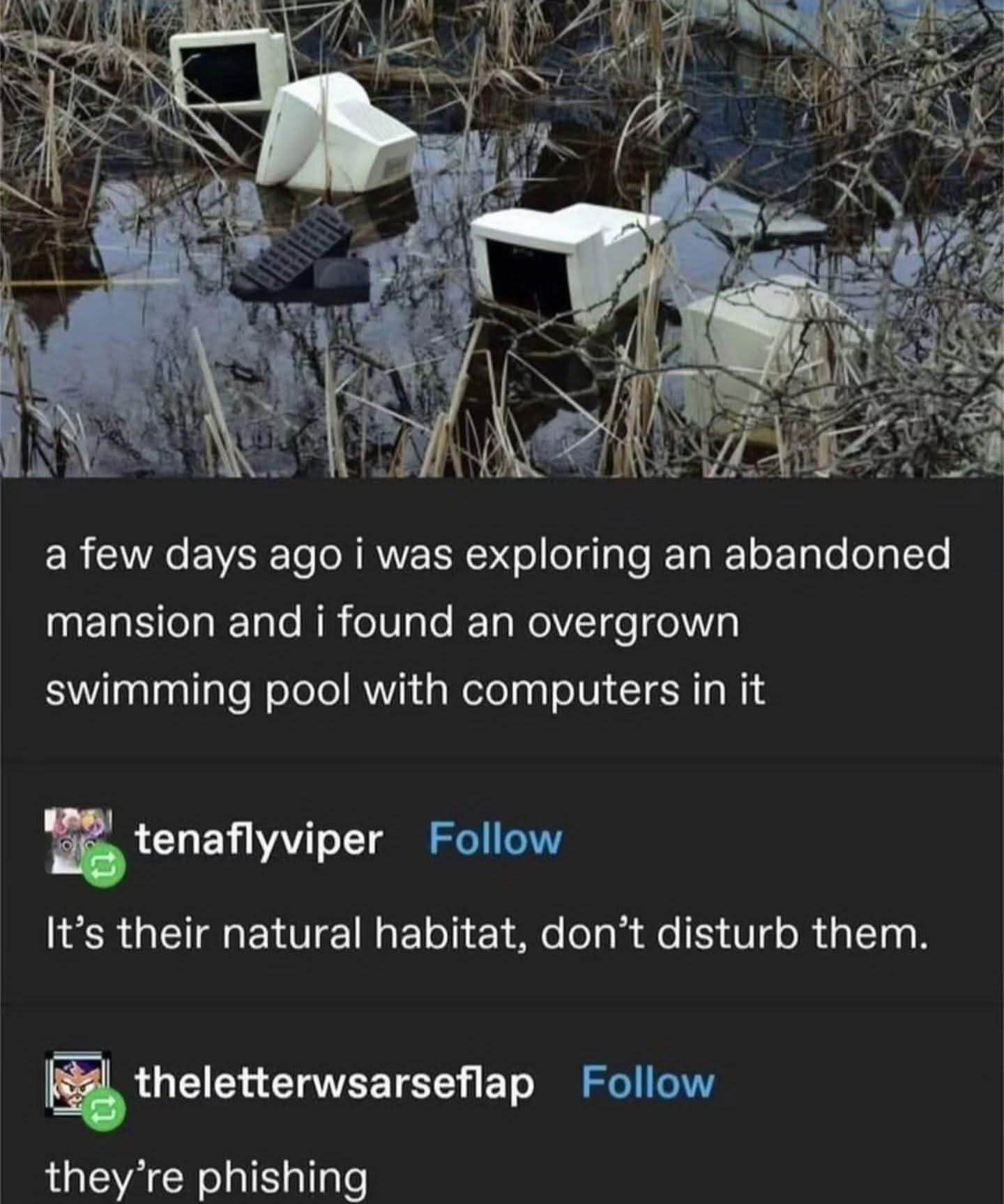 The computers in the swamp are either living their best natural life or trying to scam you.