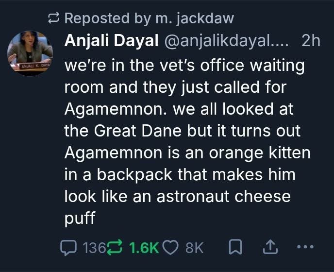 When you hear a cool name like Agamemnon at the vet but it's just a kitten in a backpack that looks like an astronaut cheese puff