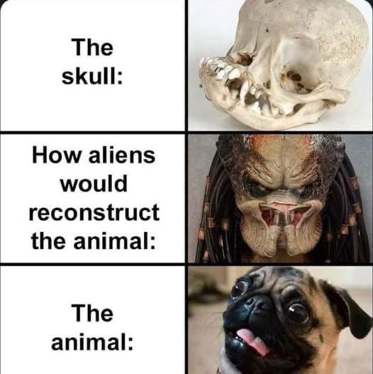 So apparently aliens think dogs look like Predators if they only find a skull?? lol