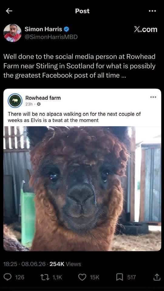 This alpaca named Elvis is apparently being a real jerk, so no walks for him.