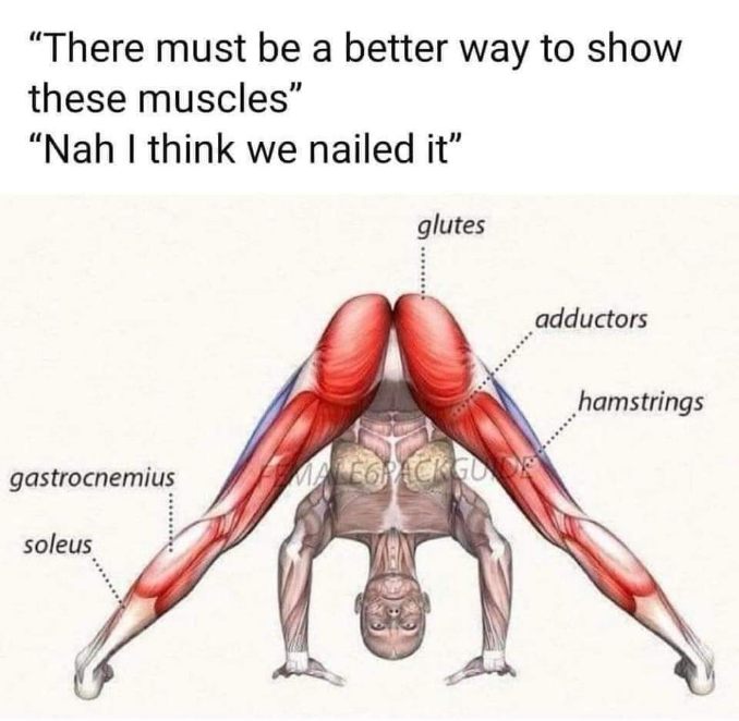 When the anatomy diagram is also a yoga pose that kinda looks like a butt