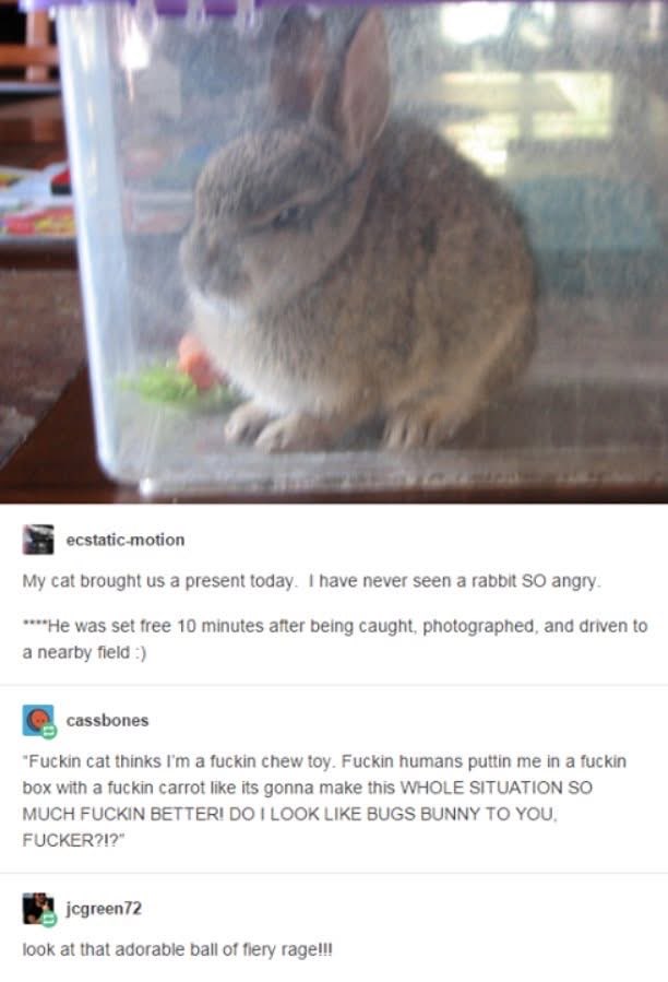 This rabbit is NOT happy about being caught by a cat and then released. Big time attitude.