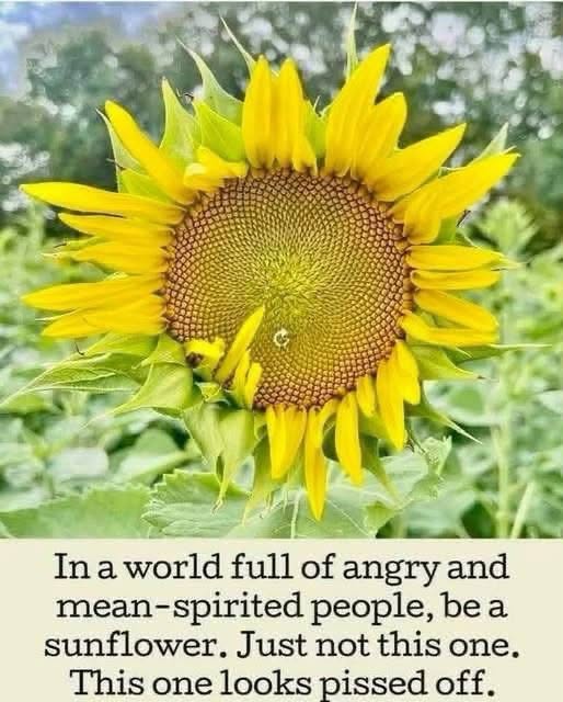 This sunflower is NOT having a good day lol