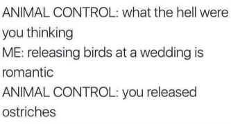 Thought releasing birds at a wedding was romantic, but animal control is not happy about the ostriches.