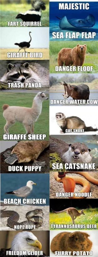 Who knew animal names could be so creative and hilarious?