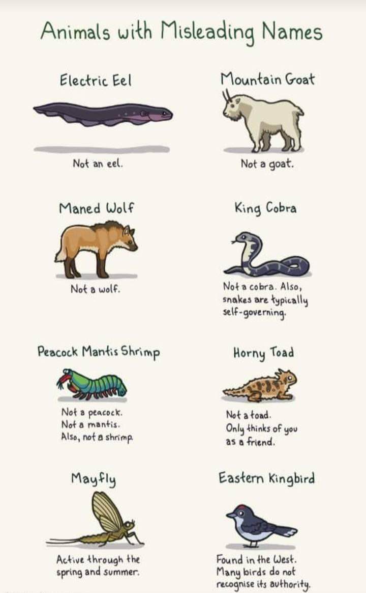 The names of these animals are completely lying to you lol