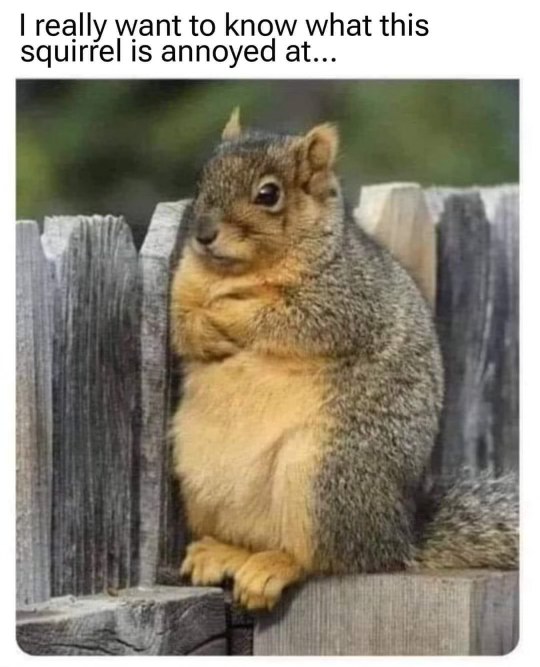 Me sitting here judging everyone like this squirrel