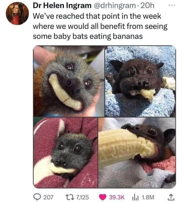 This tweet understands the assignment, baby bats eating bananas is exactly what I needed