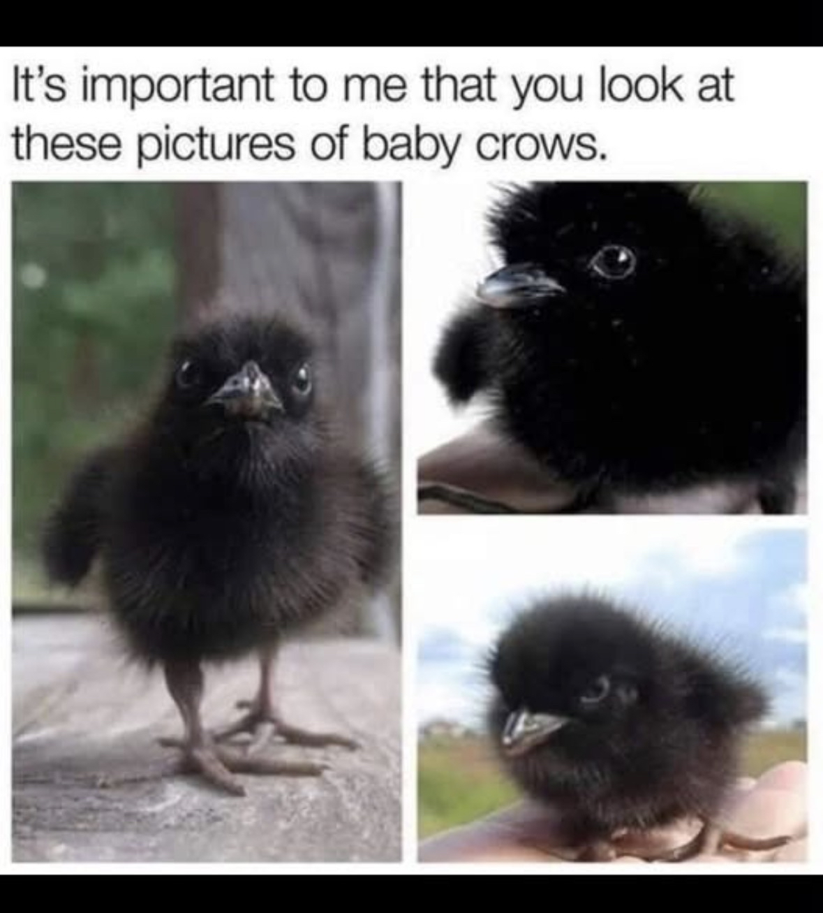 Look at these baby crows, it's very important that you do.