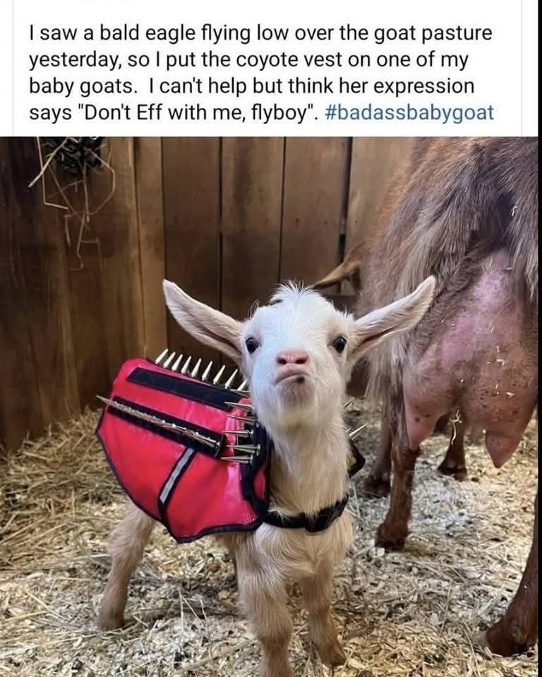 This baby goat in a coyote vest is NOT messing around with any flyboys.