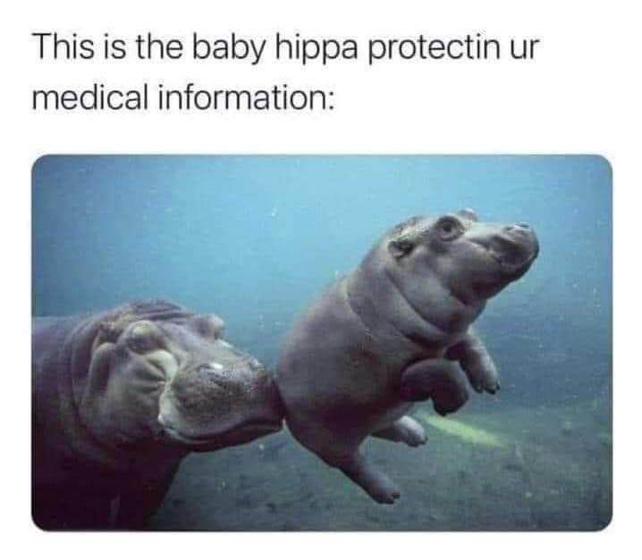 This baby hippo is guarding my medical info like it's his job, and tbh I respect it