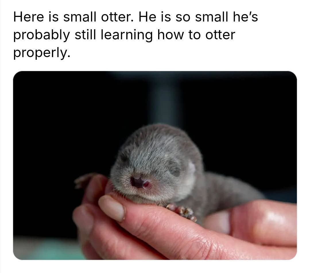 This baby otter is so tiny, he's probably still figuring out how to otter