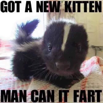 Thought I got a cute kitten but turns out he's a little stinker