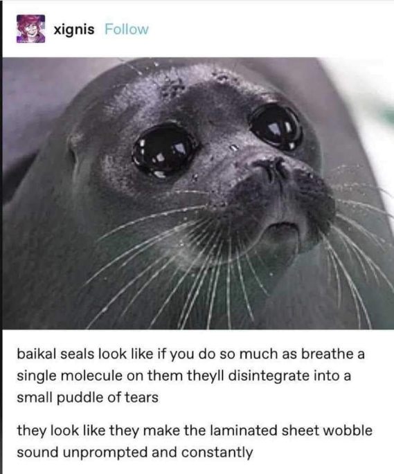This seal looks like it's about to cry if you even look at it funny.