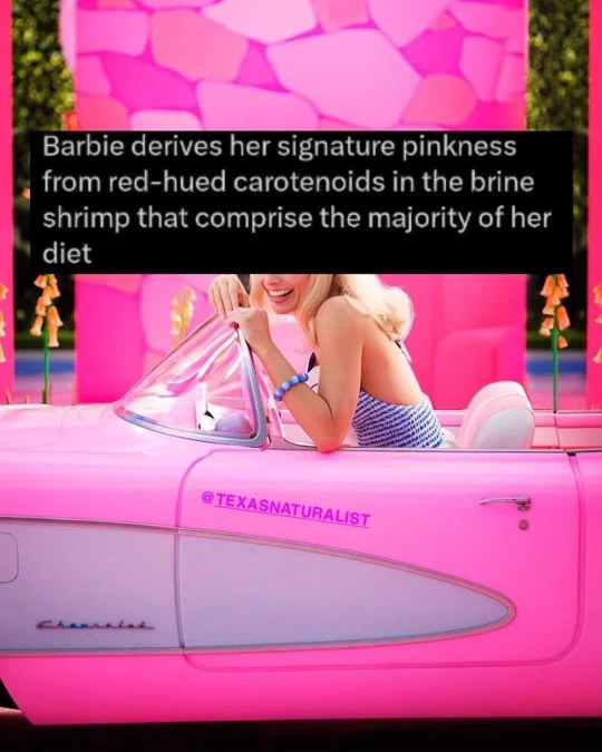 So Barbie's whole aesthetic is basically from eating brine shrimp? I can't.