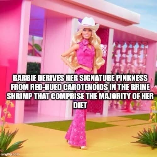 Barbie's pinkness comes from eating brine shrimp. Weird.