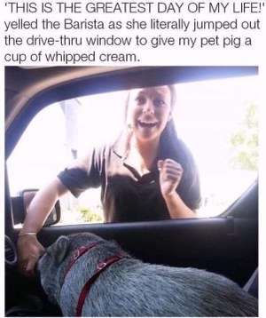 Barista is way too excited about giving a pet pig whipped cream lol