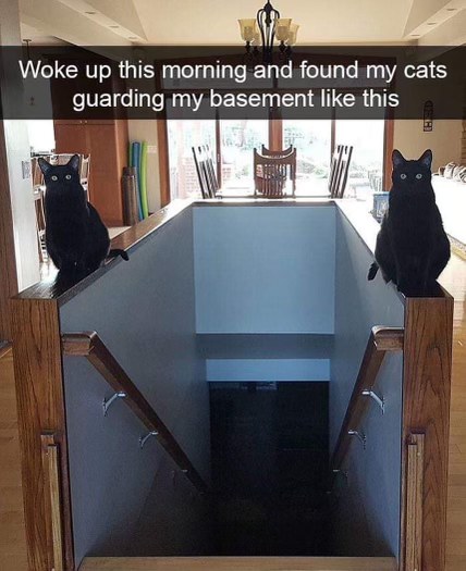 So my cats decided to guard the basement like some kind of spooky goth bouncers