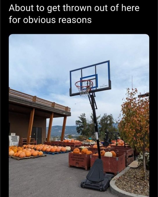Lol who put a basketball hoop in the pumpkin patch?