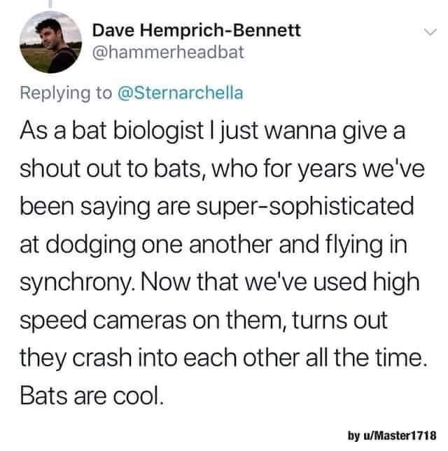 Scientists thought bats were coordinated flyers, but nope, they just crash into stuff all the time.