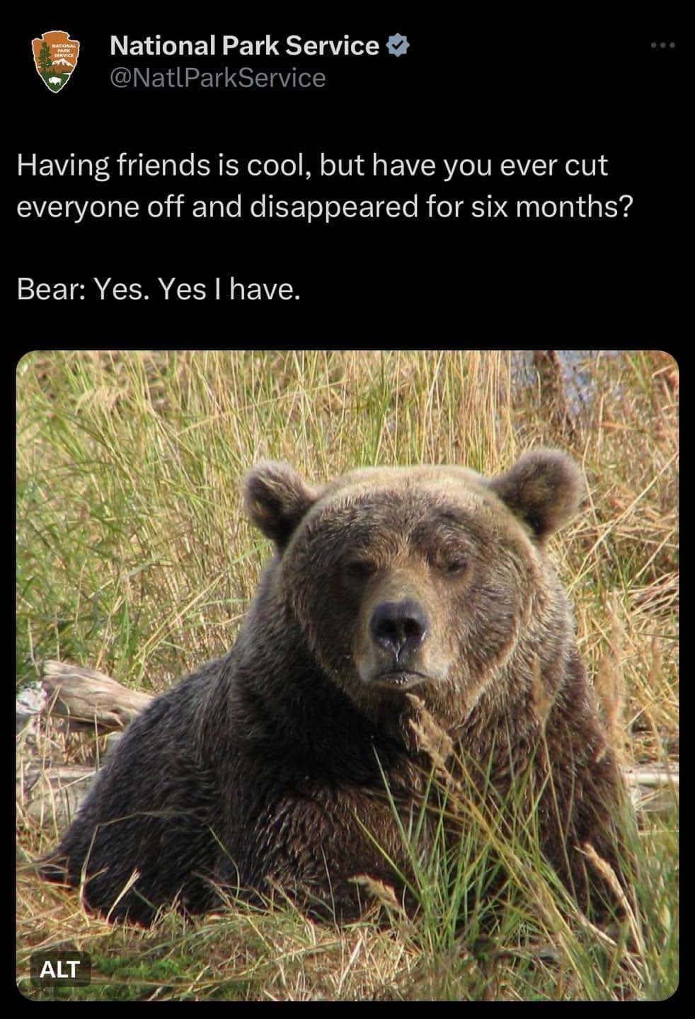 This bear gets it. Hibernation is the ultimate ghosting.