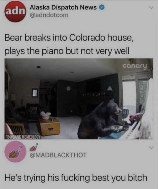 This bear is really trying his best on the piano, give him a break!