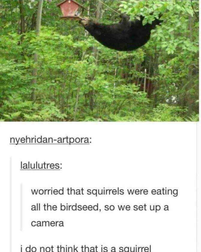 They set up a camera because they thought squirrels were eating all the birdseed, but uh, I don't think that's a squirrel.