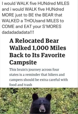 This bear really said 'A hundred miles... and I'd walk a hundred more' for some s'mores.