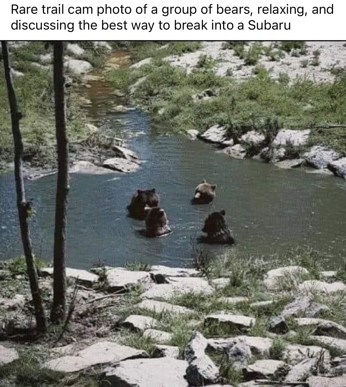 Just a chill day for these bears strategizing their next Subaru heist.