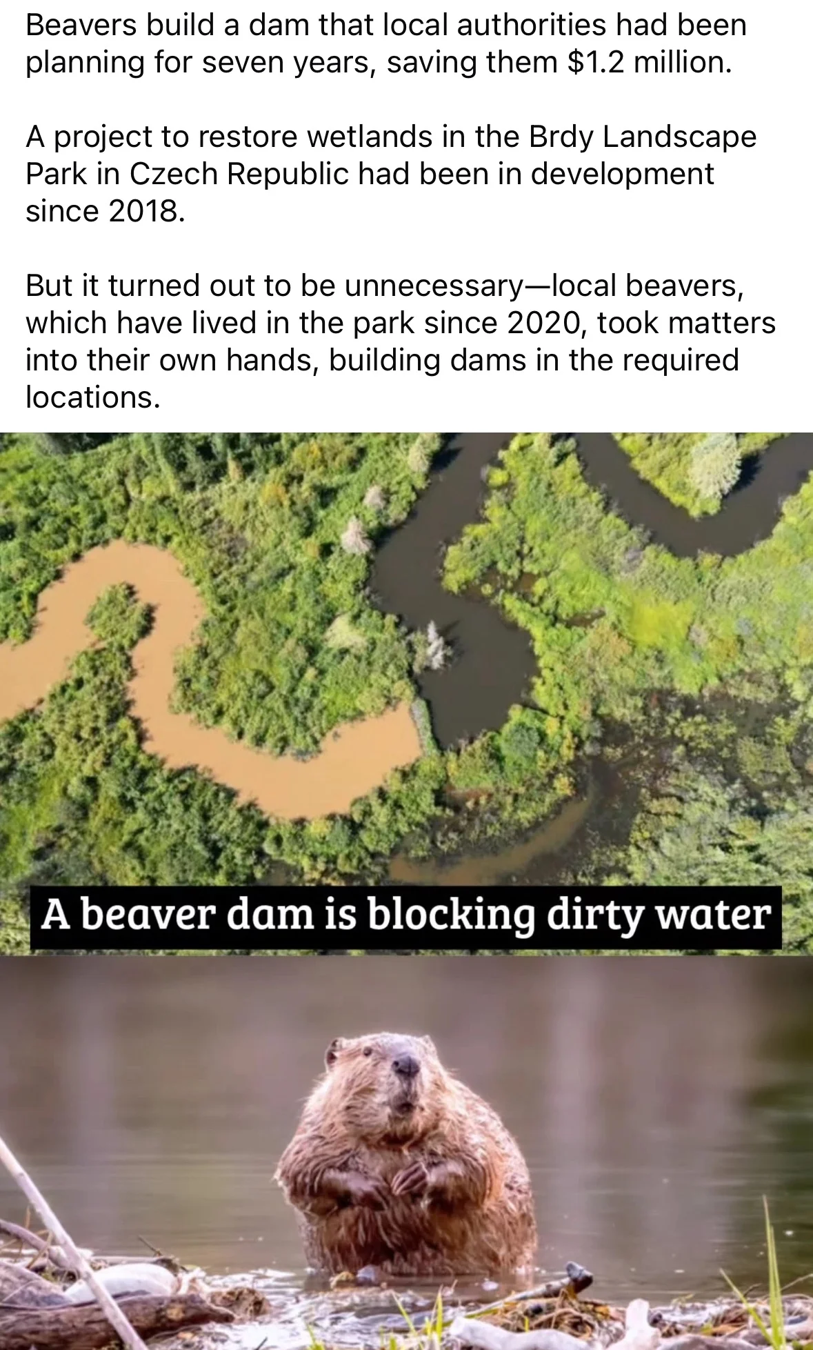 So the beavers were like, 'Nah, we got this' and built their own damn dam