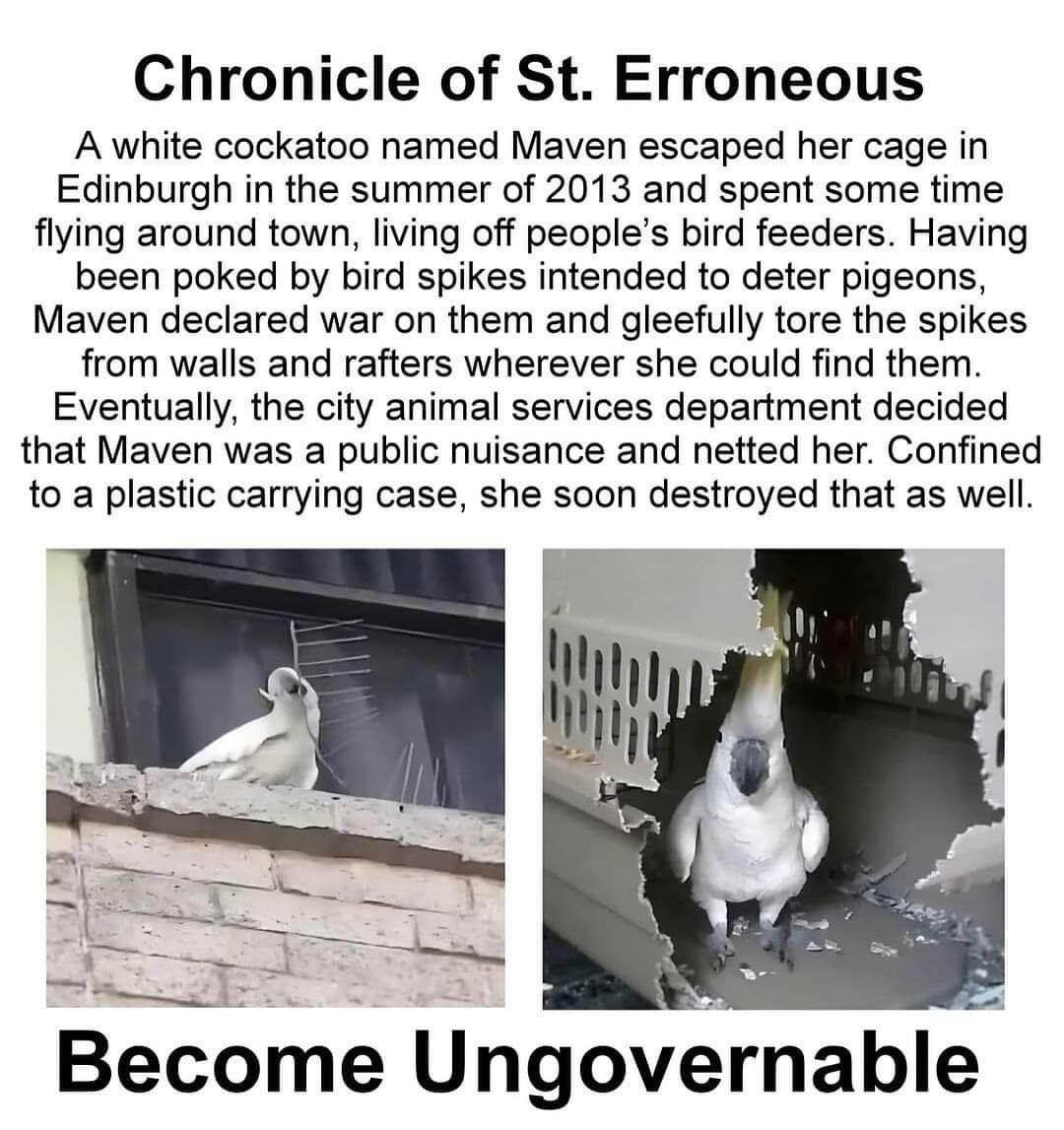This cockatoo declared war on bird spikes and escaped from multiple enclosures. Basically, she's chaos.