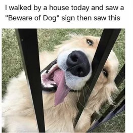 This dog is definitely not a threat, just wants you to throw him a bone.