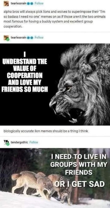 Lions saying they're independent and wolves saying they need their pack for mental health. Lol, biology edition.