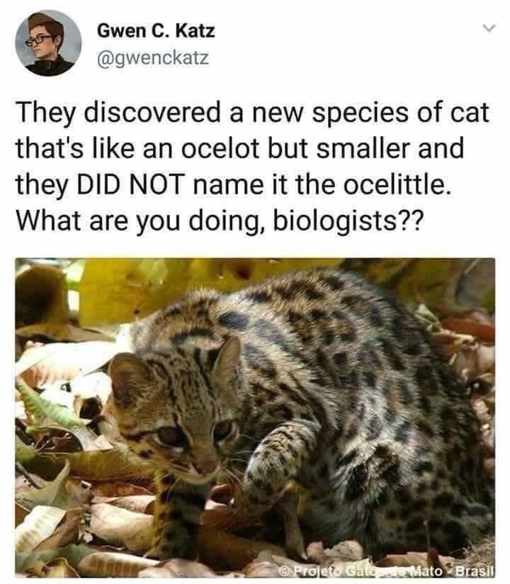 Biologists really discovered a mini ocelot and didn't call it an ocelittle. What a missed opportunity.