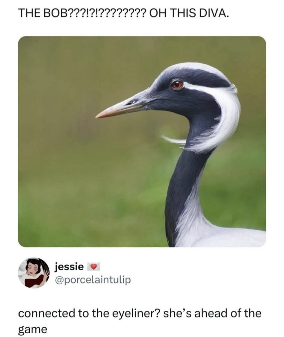 This bird understands the importance of a good eyeliner flick.