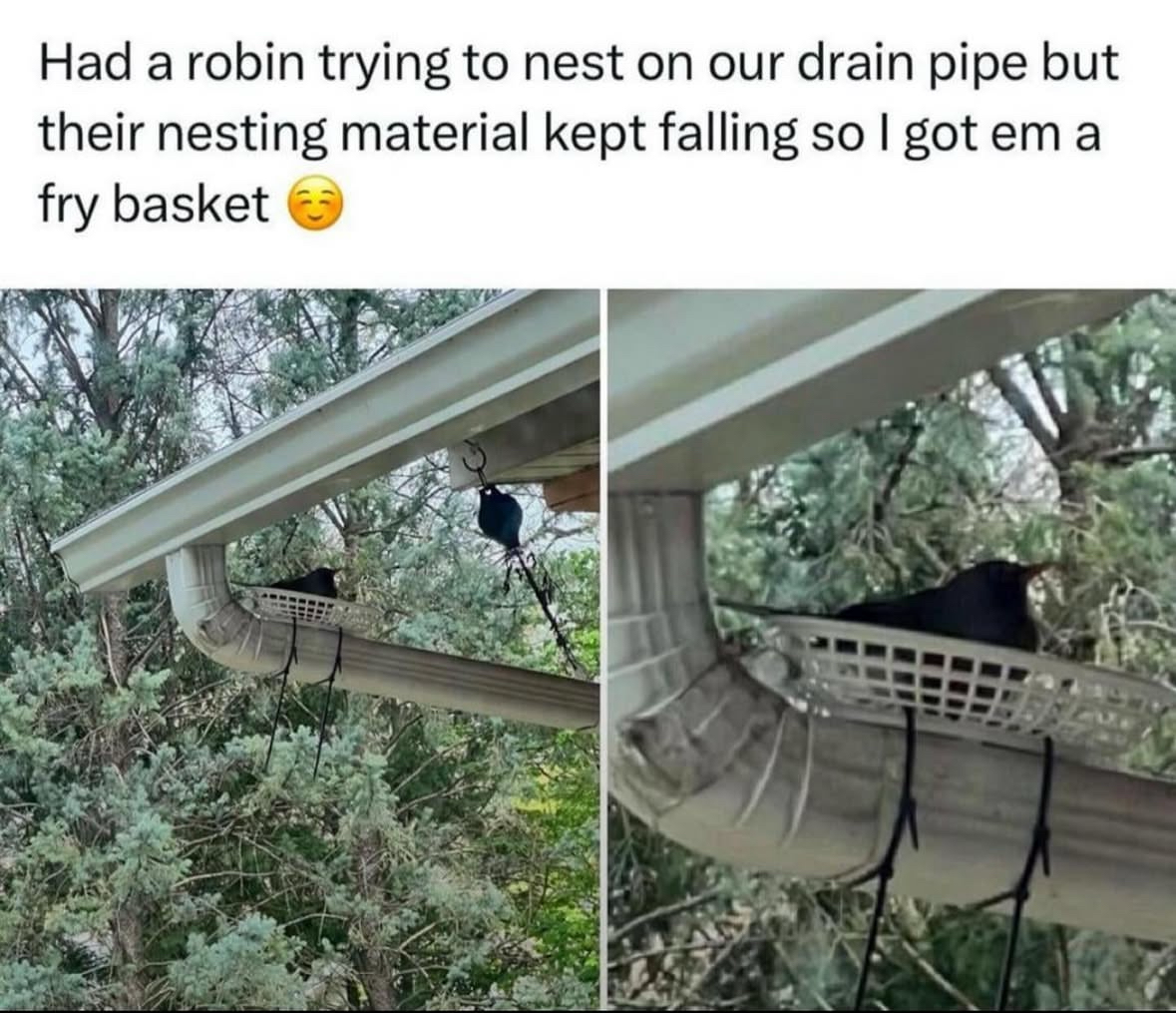 When your nest building skills are subpar but your human is a genius
