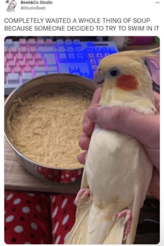 My bird thinks the pasta is a swimming pool...