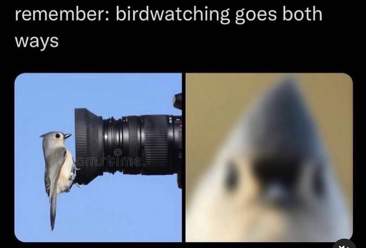 The bird is birdwatching me back