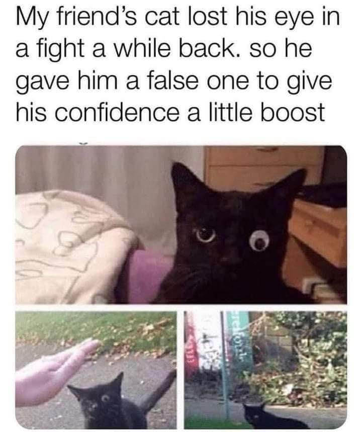 This cat got a fake eye to boost his confidence after losing his real one in a fight