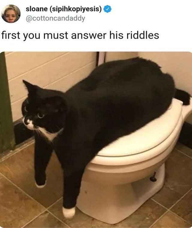 When you're a Sphinx cat guarding the toilet and visitors aren't sure how to proceed