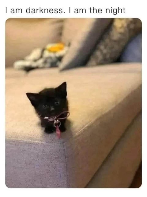 This tiny kitten is calling himself Batman, and I'm not gonna argue