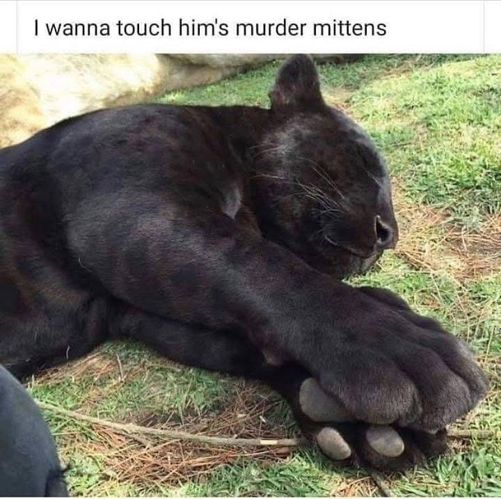 When you see a big fluffy cat but know it can still kill you