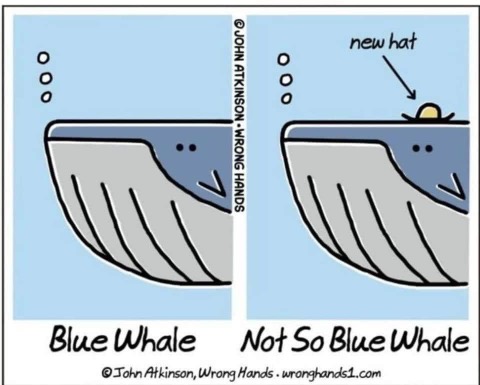 When you get a tiny new hat and suddenly you're not a blue whale anymore, you're a 'not so blue whale'.