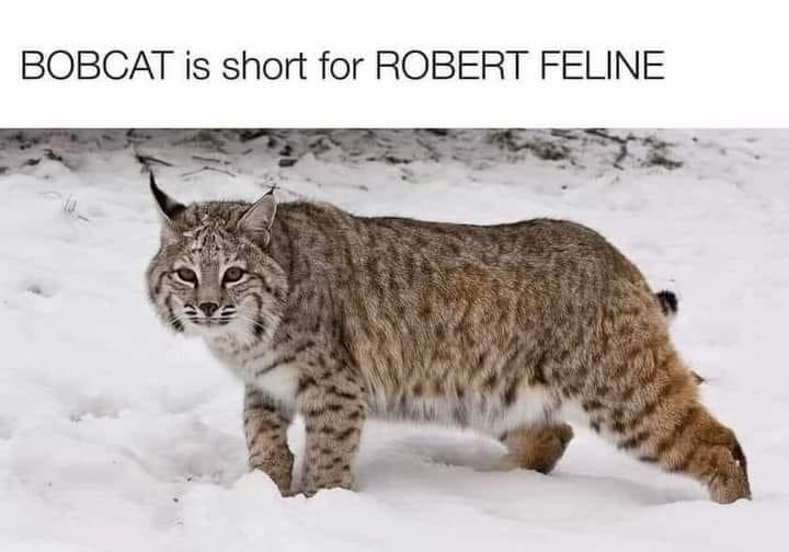 My brain after hearing a fun fact: BOB CAT is short for Robert Feline.