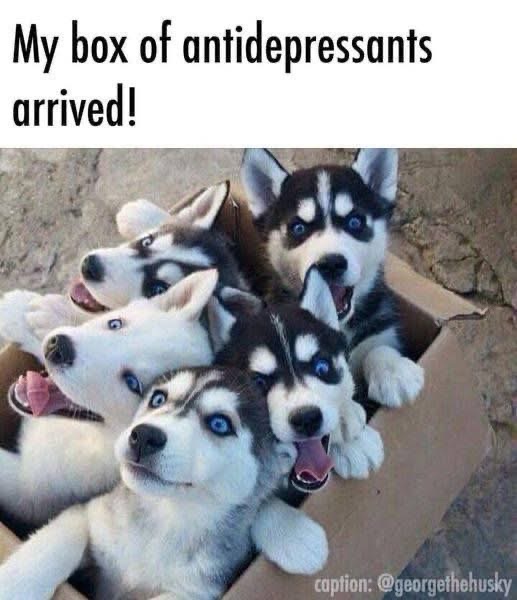 When your therapist sends you your prescription refill and it's a box of puppies