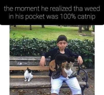 When you think you're about to get rich but it's just catnip
