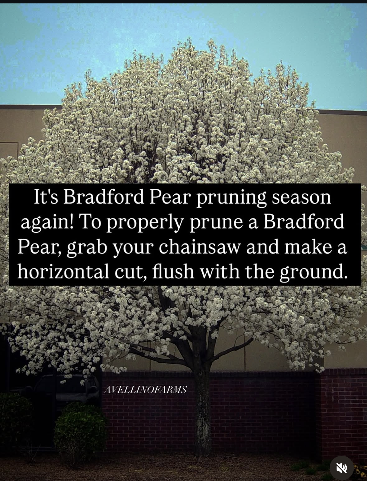 How to actually deal with Bradford Pears lol