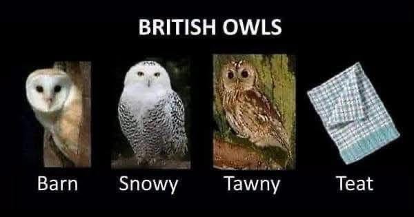 British owls are just so clever lol, get it? Teat. Tea towel.