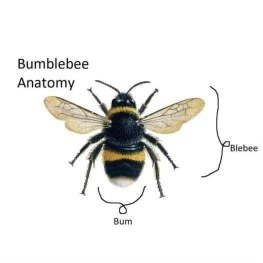 Bumblebee anatomy be like... bum... and blebee