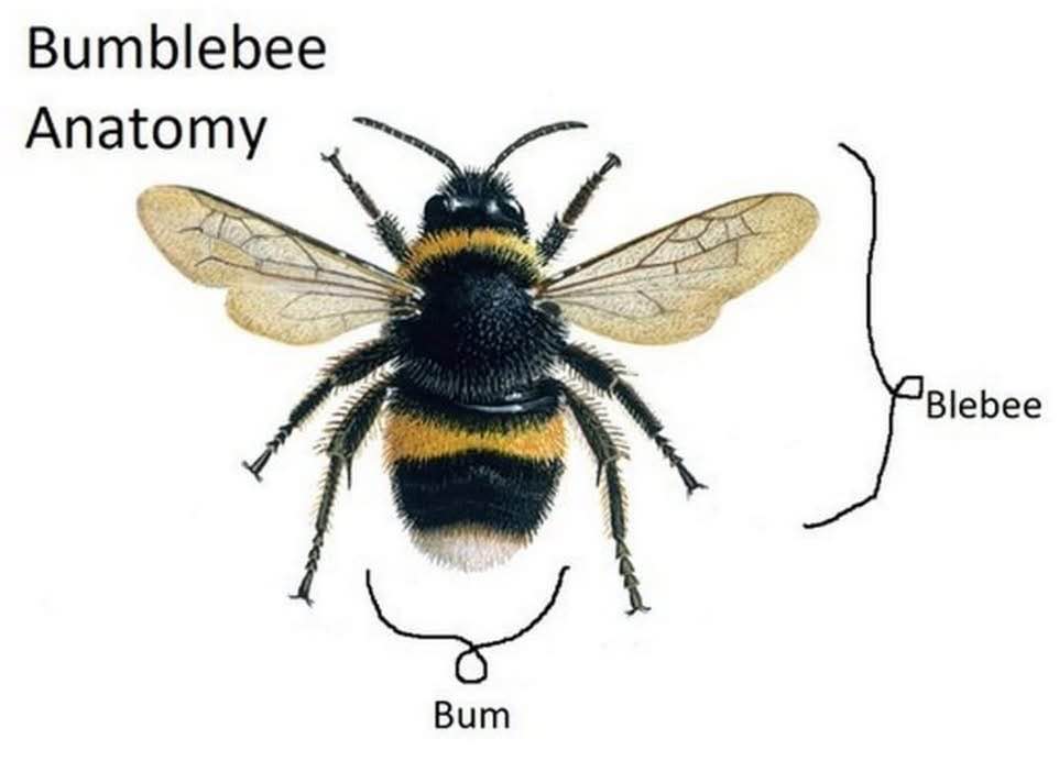 Bumblebee anatomy is so simple if you think about it.